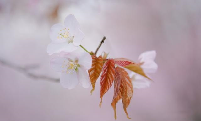 《童谣》外一首 作者/青鸟 诵读/瑞雪丰年 青鸟 编辑/五指山【花雨馨声】有声文学平台【第57期】（图3）